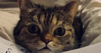 lolita pet sitter à MAZINGARBE 62670_3