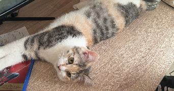 maia pet sitter à HAILLICOURT 62940_3