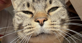 maële pet sitter à METZ 57000_1