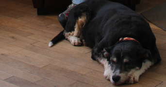 lilian pet sitter à TOURS 37100_1