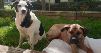 nadège pet sitter à Luzy 58170_3