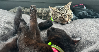 caroline pet sitter à HOUILLES 78800_1