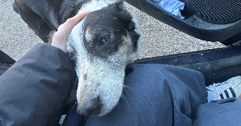 elyn pet sitter à ST JEOIRE 74490_4