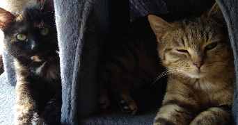 véronique pet sitter à CHATILLON SUR CHER 41130_1