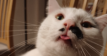 noémie pet sitter à PETITE ROSSELLE 57540_2