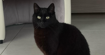 clarisse pet sitter à MESNIL RAOUL 76520_4