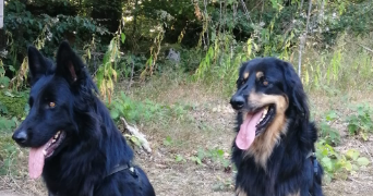 amélie pet sitter à MEUDON 92190_2