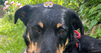 ophelia pet sitter à GRENOBLE 38000_3