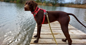 emmanuelle pet sitter à ROUEZ 72140_3