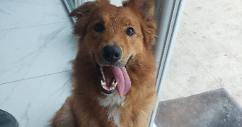 lilou pet sitter à SIN LE NOBLE 59450_8