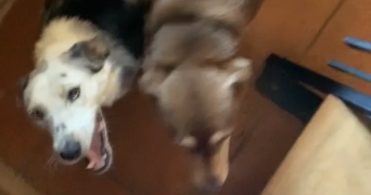 zoé pet sitter à Roquettes 31120_1