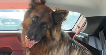 emma pet sitter à MOUGINS 06250_2