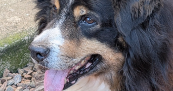 natacha pet sitter à PEAULT 85320_2