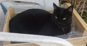 julia pet sitter à Niort 79000_10