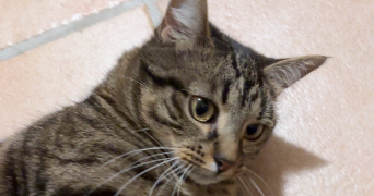 chloé pet sitter à Saint Bonnet le Château 42380_5