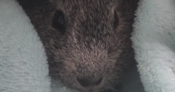 noémie pet sitter à VERRIERES LE BUISSON 91370_2