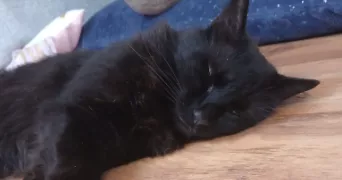 emilie pet sitter à OTHIS 77280