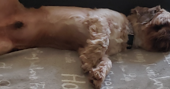 anita pet sitter à LA MOTTE SERVOLEX 73290_5