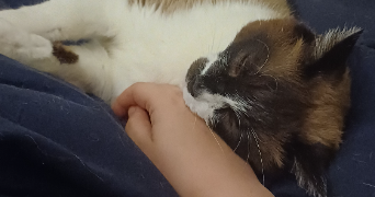 solene pet sitter à REZE 44400_3