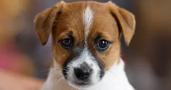 francesco dog sitter à LE LUC 83340