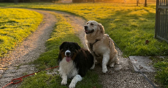 ilona pet sitter à LE MANS 72000_2