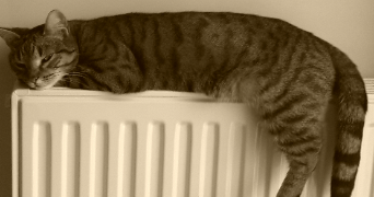 malou pet sitter à ELANCOURT 78990_7