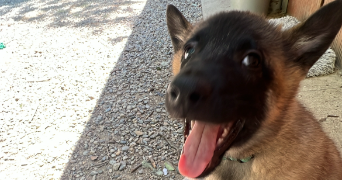 lila pet sitter à CEPET 31620_3