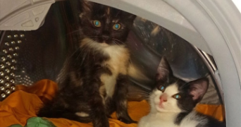 maëva pet sitter à CAHORS 46000_4