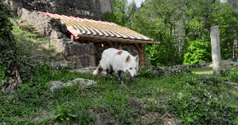 carole eve pet sitter à BARR 67140_6