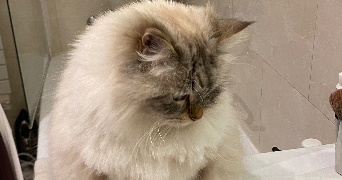 camille pet sitter à PARIS 06 75006_2