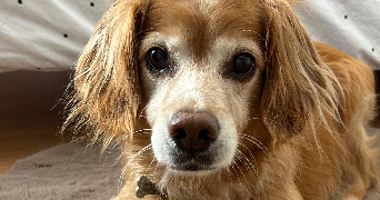 zoé pet sitter à MARSEILLE 04 13004_3