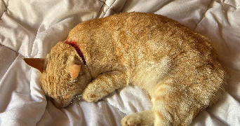 juliette pet sitter à SAUMUR 49400_3