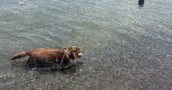 willow pet sitter à ROANNE 42300_2