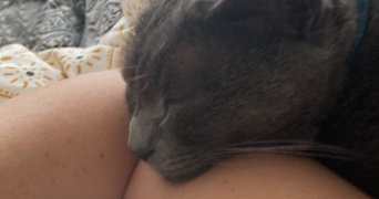 valerie pet sitter à MAGNY LE HONGRE 77700_1