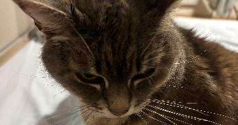 corentin pet sitter à LILLE 59000_4