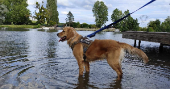 mélody dog sitter à BORAN SUR OISE 60820_4