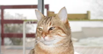 sandrine pet sitter à COMBRONDE 63460