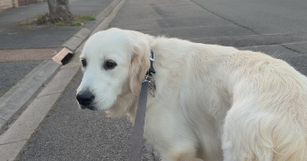 gaetan pet sitter à AVION 62210_4