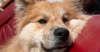 maeva pet sitter à BREST 29200_0