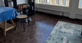 emma pet sitter à LILLE 59000_2