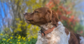 délia pet sitter à BETTON 35830_3