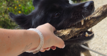 mélanie pet sitter à CONTAMINE SUR ARVE 74130_2