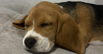 estelle pet sitter à MARSEILLE 01 13001_9