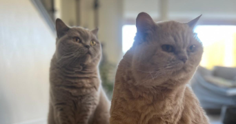gema cat sitter à SEVRIER 74320_2