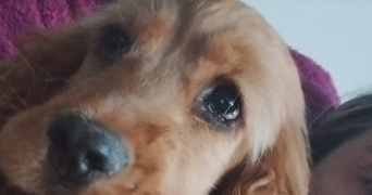 bianca  pet sitter à BAGNOLS SUR CEZE 30200_6