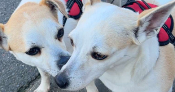 patricia pet sitter à VILLENEUVE LE ROI 94290_1