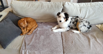 barbara pet sitter à ORMES 45140_7