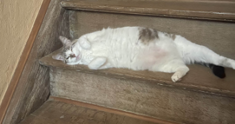 tsumi pet sitter à SEBOURG 59990_1