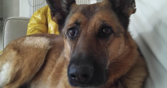 valerie pet sitter à RAMBOUILLET 78120_7
