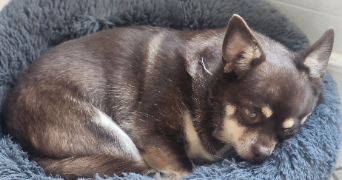 isabelle  alessandra pet sitter à Gréez-sur-Roc 72320_9